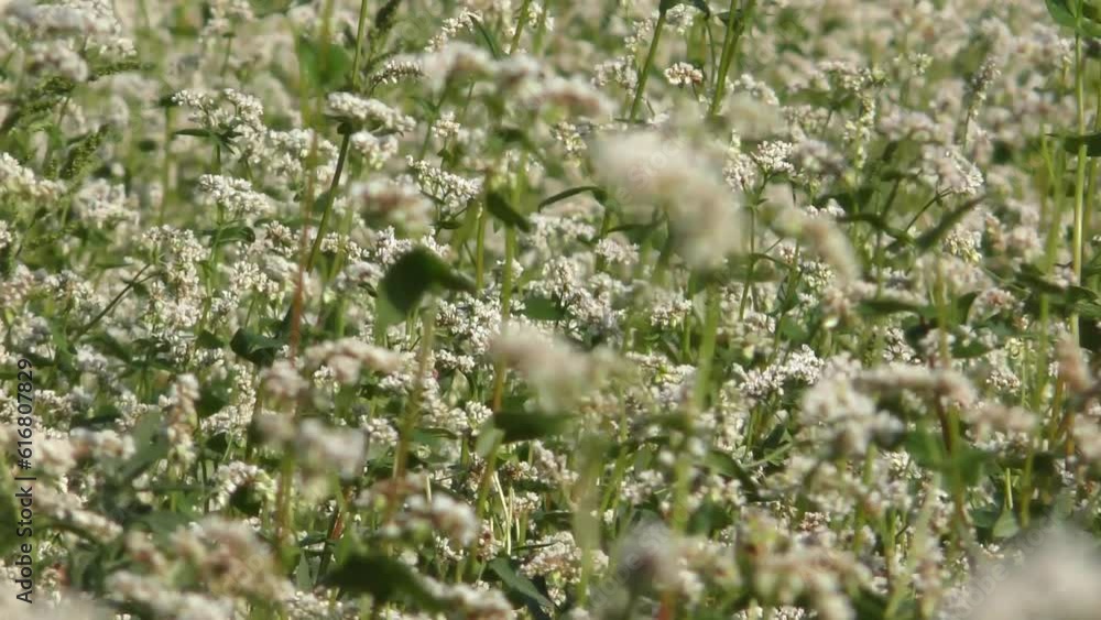 blooming summer field sways in the wind blooming summer field sways in the wind