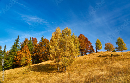 Forest on a sunny day in autumn season.