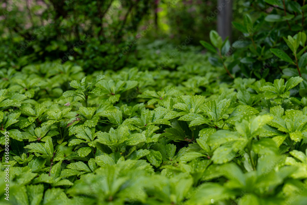 close up of green leaves close up of green leaves