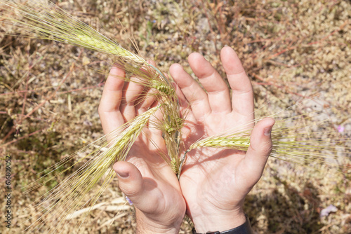 Grown wheat crop in hands. Farmer's hands holding ears of rye. Hold wheat in hands