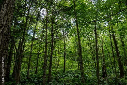 forest in the morning