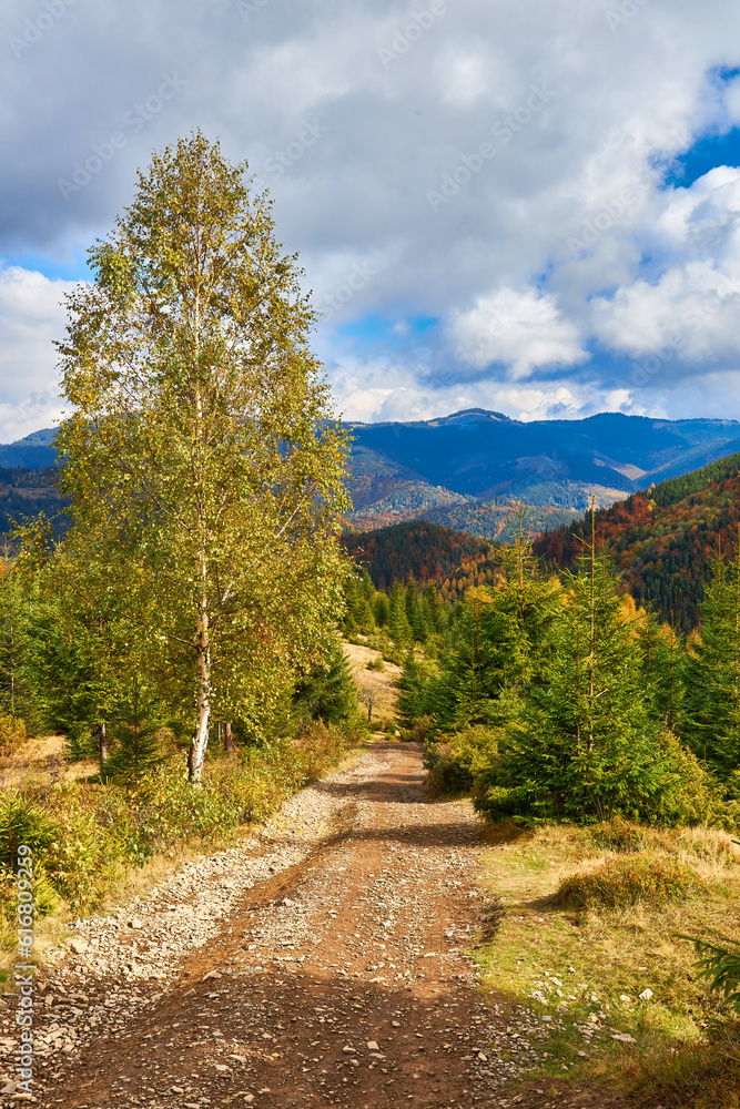 Forest on a sunny day in autumn season. Forest on a sunny day in autumn season.