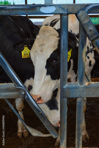 cows at a midwest farm in Pulaski, , wisconsin, usa