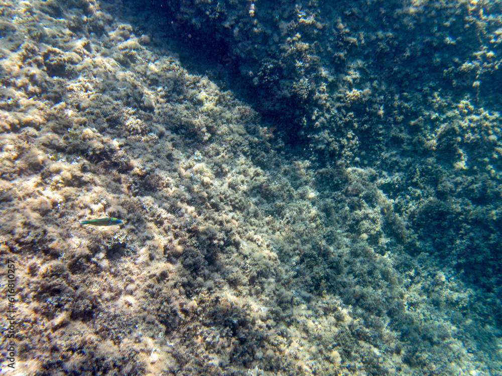 Vista subacquea dell'Isola delle Sirene