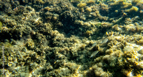 Vista subacquea dell Isola delle Sirene con molti pesci