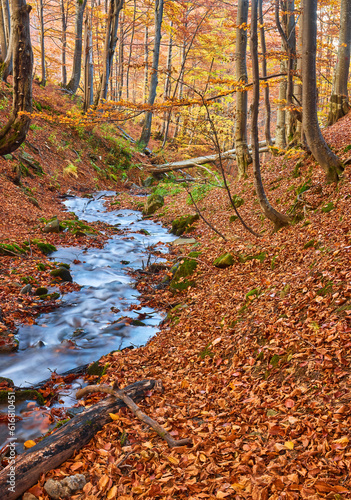 Autumn leaves along a forest stream. Forest stream in autumn.