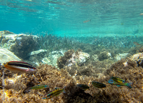 Vista subacquea con pesci e alghe, Isola delle Sirene
