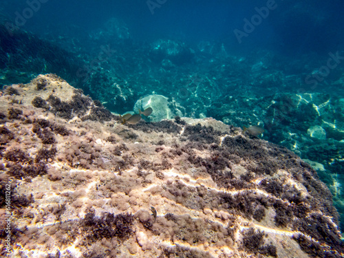 Vista subacquea del fondale marino dell Isola delle Sirene