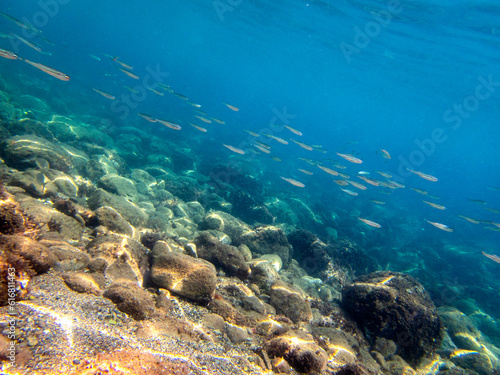 Vista subacquea dell isola delle sirene con con pesci in mare