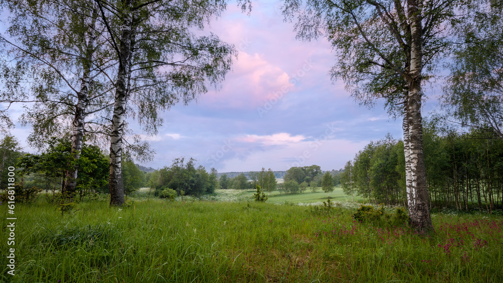 Sunset or sunrise on a hill with purple wild lupines and wildflowers, birches and cloudy sky in summer. Sunset or sunrise on a hill with purple wild lupines and wildflowers, birches and cloudy sky in summer.