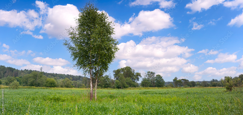 Obraz premium Lonely birch, Summer sunny day