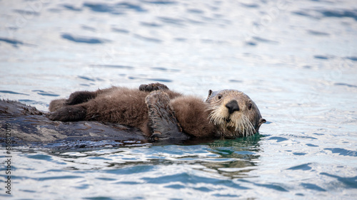 Sea otter mother holding baby on Kenai peninsula Alaska United States