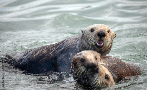 Sea otter with his buddies in coastal Alaska United States