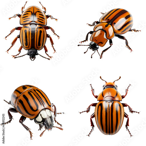 Colorado potato beetle isolated on the transparent background PNG. AI generative.