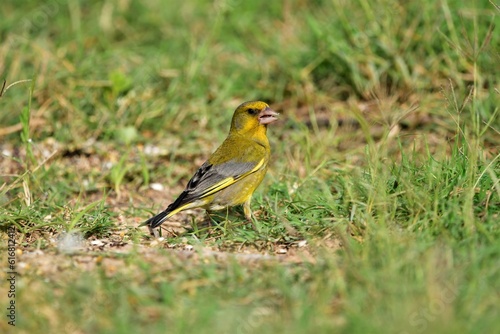 verderon chloris chloris alimentandose en el suelo