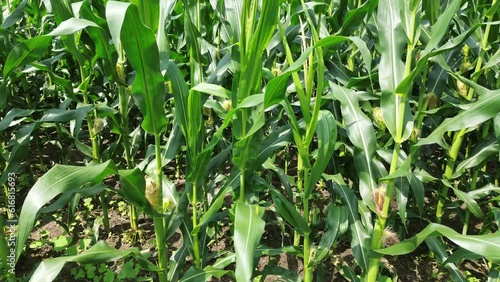 Flying beside the corn