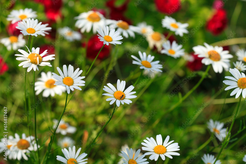 Colorful summer plants on nature background Colorful summer plants on nature background