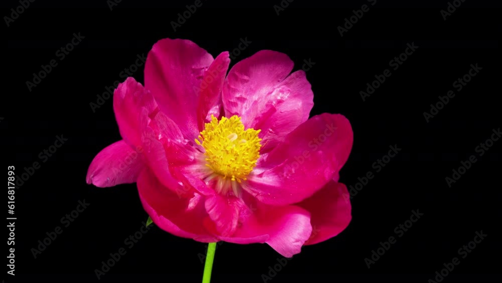 Timelapse of pink peony flower blooming on black background, close-up. Valentine's Day concept. Mother's day, Holiday, Love, birthday background design. 4K UHD video timelapse Timelapse of pink peony flower blooming on black background, close-up. Valentine's Day concept. Mother's day, Holiday, Love, birthday background design. 4K UHD video timelapse
