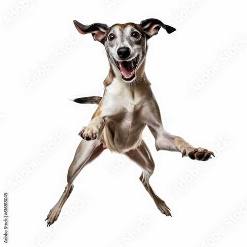 Jumping Greyhound Dog. Isolated on Caucasian  White Background. Generative AI.