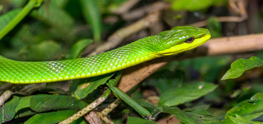 Fototapeta premium wild green snake in natural background created with generative ai technology
