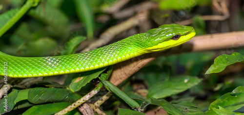 wild green snake in natural background created with generative ai technology