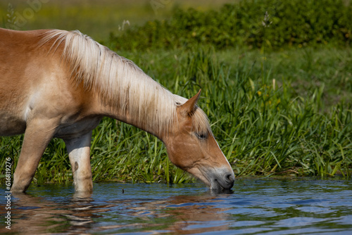 horse in the water