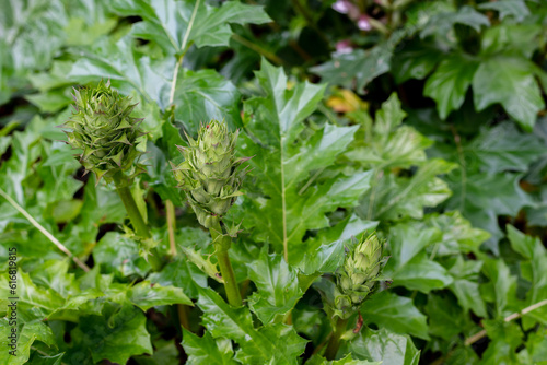Acanthus balcanicus, is an endemic herbaceous perennial plant.