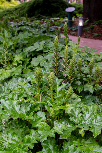 Acanthus balcanicus, is an endemic herbaceous perennial plant. photo