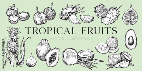 Tropical fruits illustrations, fruits drawings, coconut, collection, set, pineapple, avocado