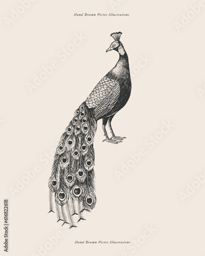 Peacock. Exotic bird in engraving style. Element for the design of postcards, books. Vector illustration on a light isolated background.