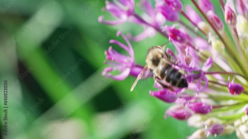 close-up. The bee pollinates lilac onion flowers.