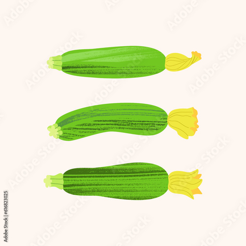 Three fresh zucchini with flowers. Vector illustration of farm ecological vegetables on light background in cartoon style with textures.
