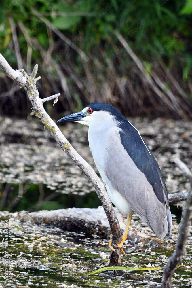 Black Crowned Night Heron sits perched on a fallen tree along edge of river looking for fish Black Crowned Night Heron sits perched on a fallen tree along edge of river looking for fish
