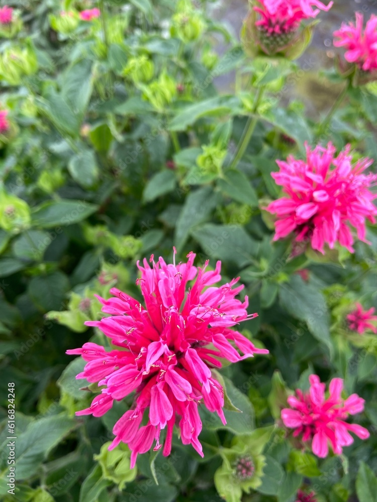 Obraz premium Pink Monarda flower
