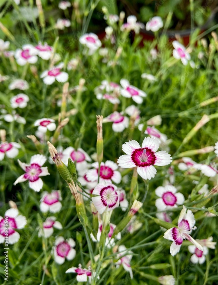 pink and white flowers in a field pink and white flowers in a field