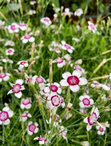 pink and white flowers in a field © samantha