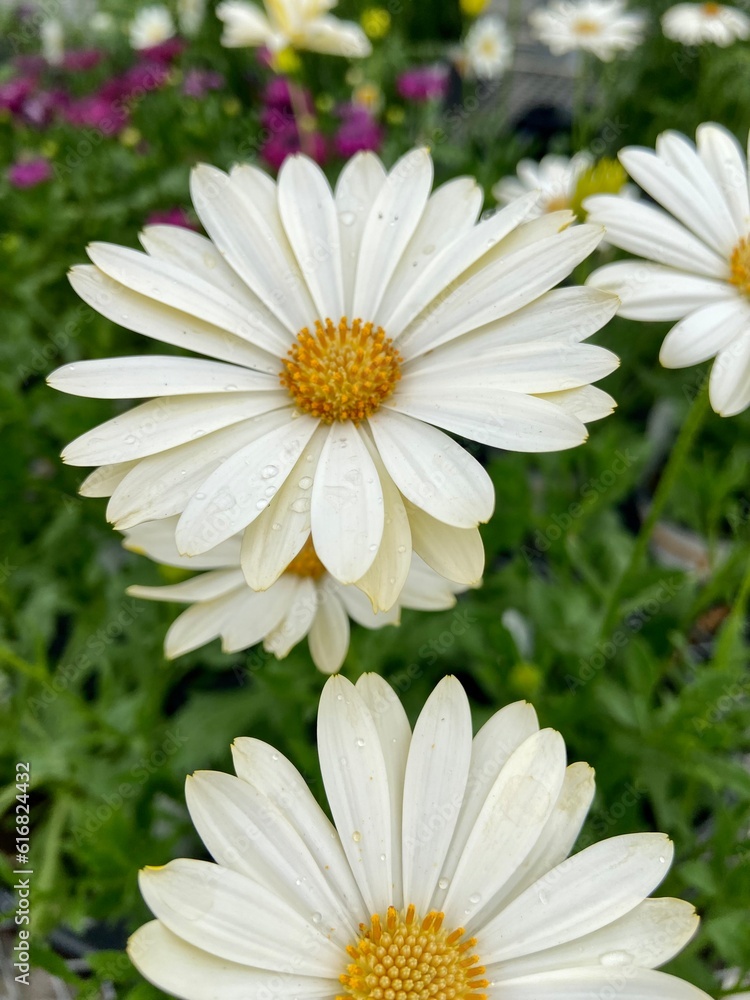 Fototapeta premium daisies in a garden