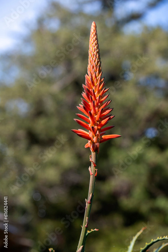 Aloe Vera flower © Tara