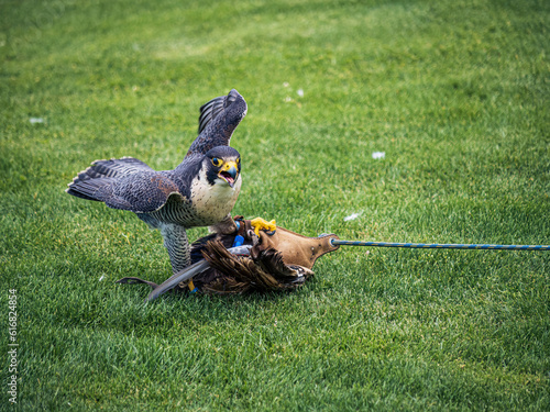 Falcon taking a dummy prey during a show performance in Adler-Arena Landskron in Villach, Carinthia, Austria