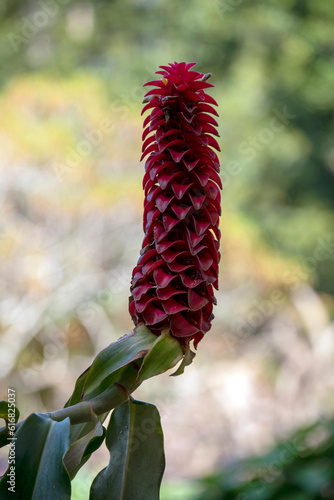 Spiral Ginger (Costus barbatus) Plant photo