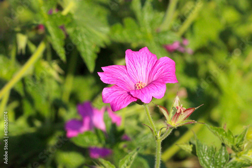 Pink Geranium