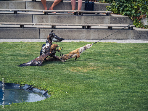 Golden eagle at a performance show at Adler-Arena Landskron, Villach, Carinthia, Austria