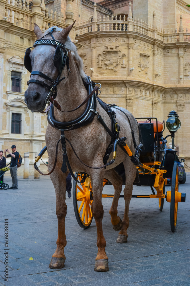 27.05.2023, Seville, Spain:One of the entertainments in the city is horse-drawn carriages. Under the style of the city, the color of the wagon is changed to yellow.