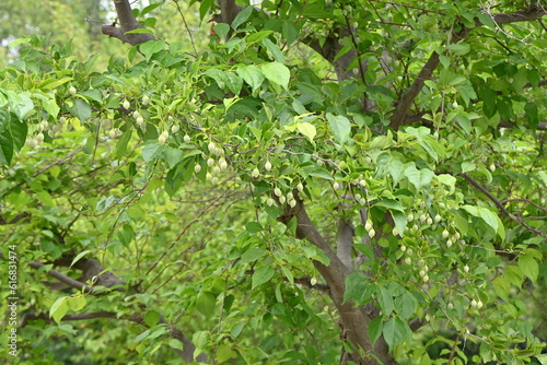 Japanese snowbell   Styrax japonica   fruits. Styracaceae deciduous tree. It bears green  egg-shaped fruit in summer  the pericarp of which contains toxic egosaponin.