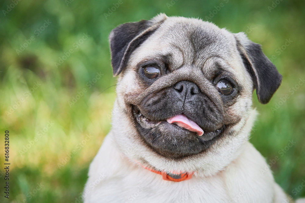 Cute pug dog portrait on green grass background