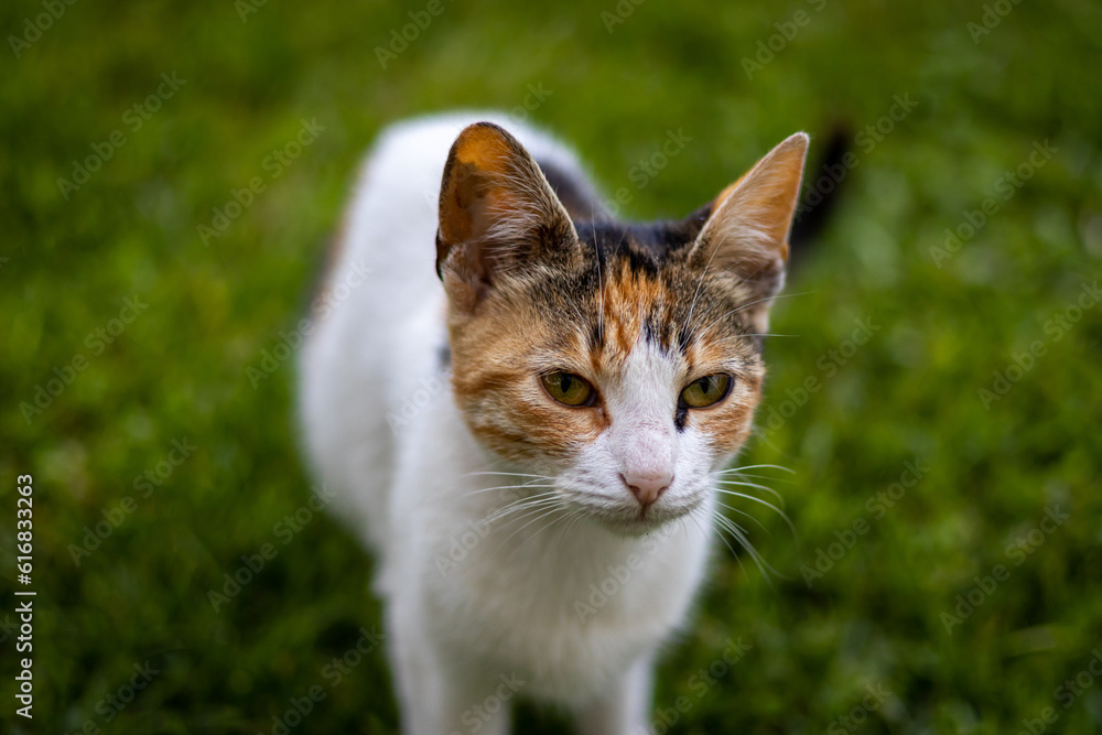 Cat with a serious, vigilant look - closeup