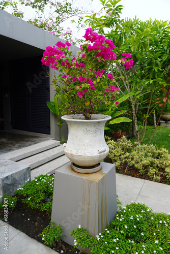 flowers in pots. Garden ideas. Paper flower (Bougainvillea glabra) in pot for garden decoration. Paperflower is used commonly as an outdoor ornamental plant