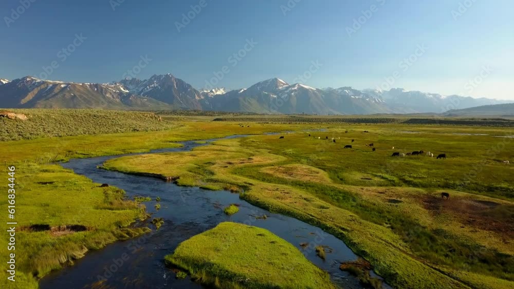 Aerial Shot Of River Flowing Near Cows Grazing On Plants, Drone Ascending Forward Over Green Landscape Against Sky - Mammoth Lakes, California Aerial Shot Of River Flowing Near Cows Grazing On Plants, Drone Ascending Forward Over Green Landscape Against Sky - Mammoth Lakes, California