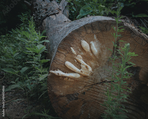 Fungi growing on downed tree photo