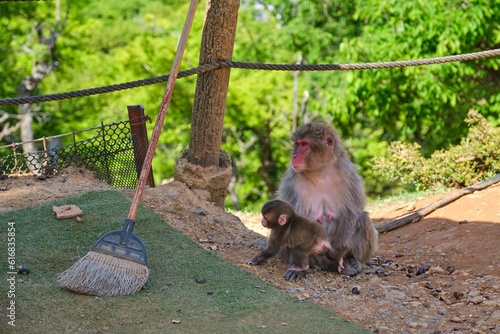 Japanese Macaque mother with her baby at Arashiyama Monkey Park Iwatayama in Kyoto, Japan. photo